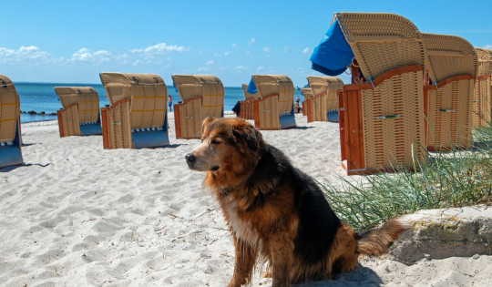 Most beautiful dog beaches in Germany